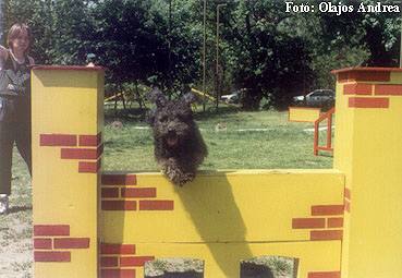 &copy; Sz�rkeb�rat- pumi kennel