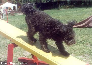 &copy; Sz�rkeb�rat- pumi kennel