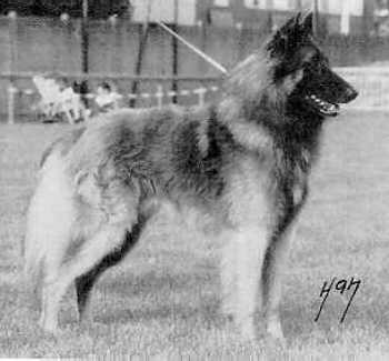 &copy Heikki & Sari Kurkela - kuvassa Belg & Hol Ch Millo van de Hoge Laer