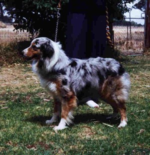 &copy Roads End Kennels