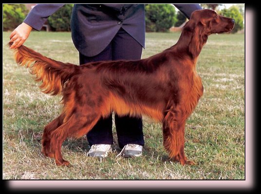 &copy Pendoric Irish Setters