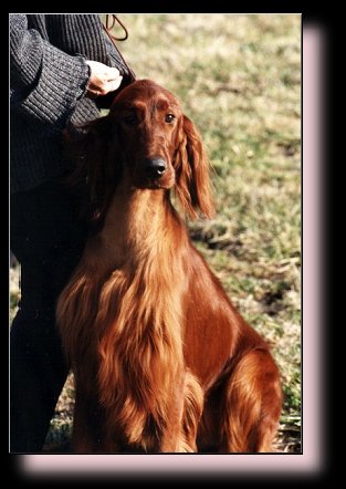 &copy; Pendoric Irish Setter