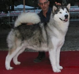 &copy Al Qantarah's Kennel