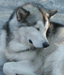 &copy; Al Qantarah's Kennel