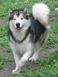 &copy; Al Qantarah's Kennel