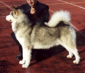 &copy; Al Qantarah's Kennel