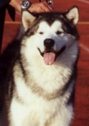 &copy; Al Qantarah's Kennel