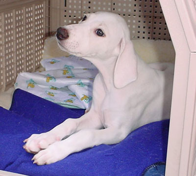 &copy; Qashani Saluqis