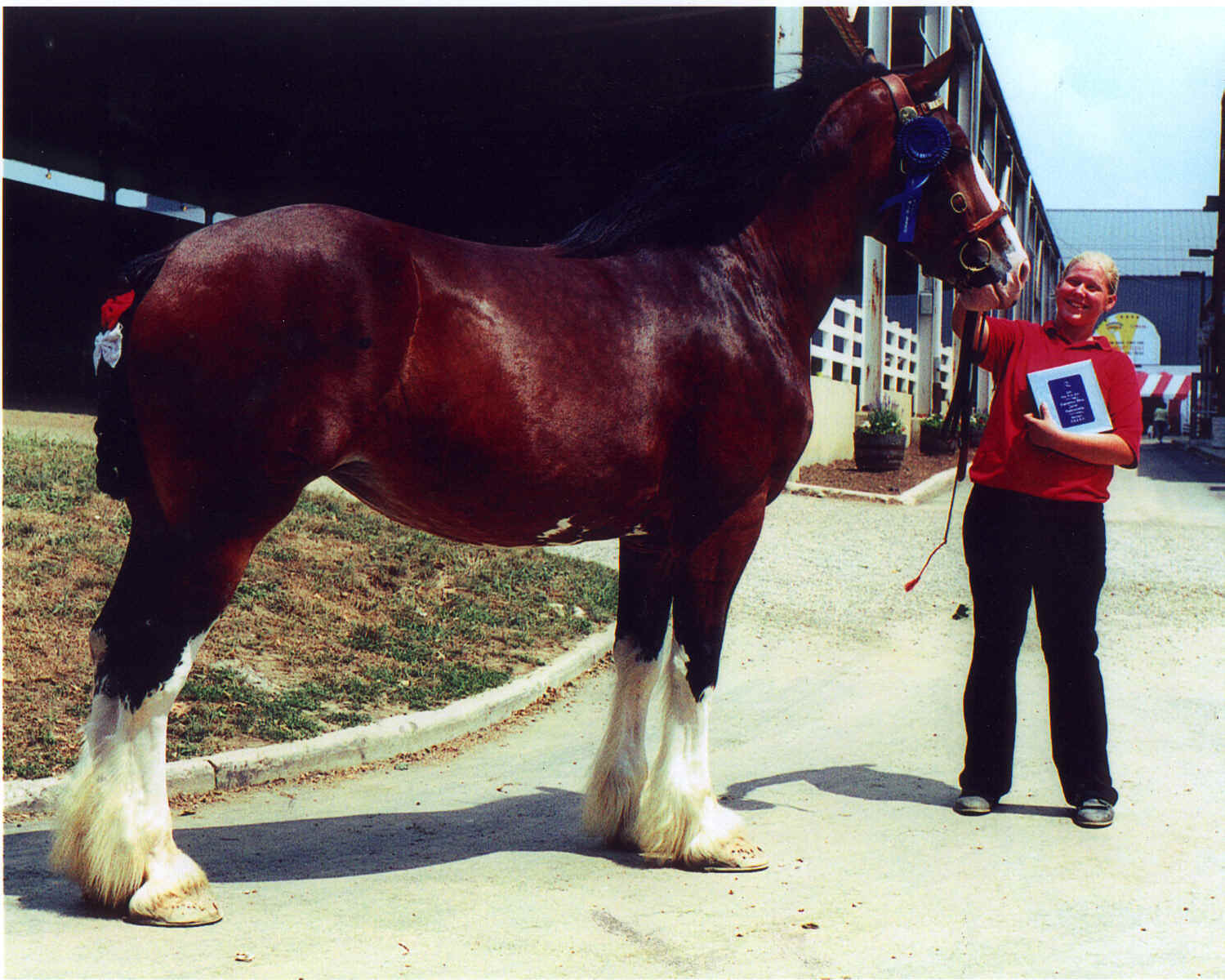 &copy; Black Forest Shires