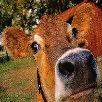 Welcome to Barnyard Programs. Click here to enter the web site.