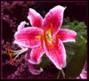 Hybrid Lily