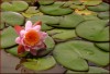 Waterlily 1