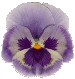 Pansy