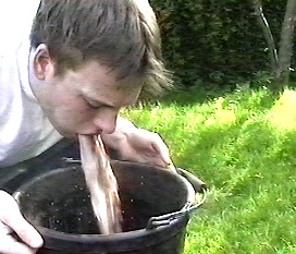 ant sick.jpg (47435 bytes)