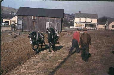 John Ice and Horses in Upper Garden