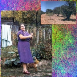 Aunt Sara Bell in the Mt. Claire/Clarksburg Garden.  The Olive Trees of Monopoli.