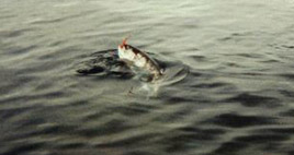 a seatrout is beginning to be tired...