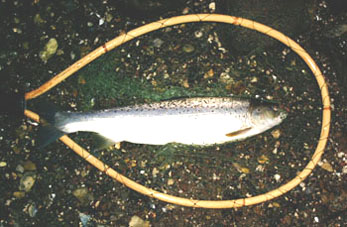 and now it was tired