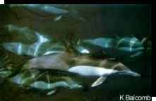 Delphinus delphis (Common Dolphin) school