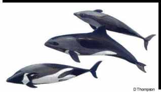 Cephalorhynchus heavisidii (Heaviside's Dolphin)