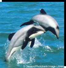 Cephalorhynchus hectori (Hector's Dolphins) leaping in New Zealand waters