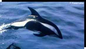 Lagenorhynchus cruciger (Hourglass Dolphin) shows off its eye-catching pattern