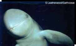 Orcaella brevirostris (Irrawaddy Dolphin)