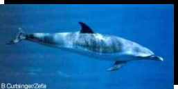 Stenella attenuata (Pantropical Spotted Dolphin)