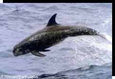 Grampus griseus (Risso's Dolphin) leaping