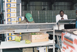 Packaging Bananas for the European market
