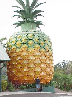 thats the 2nd biggest pineapple i have ever seen!