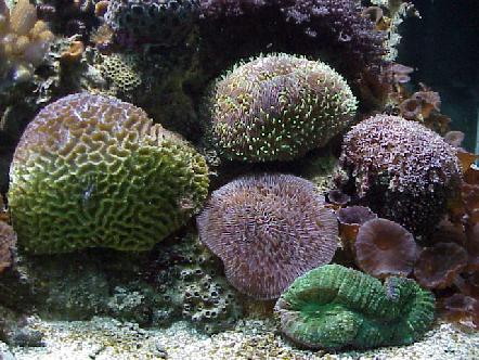 brain coral and friends