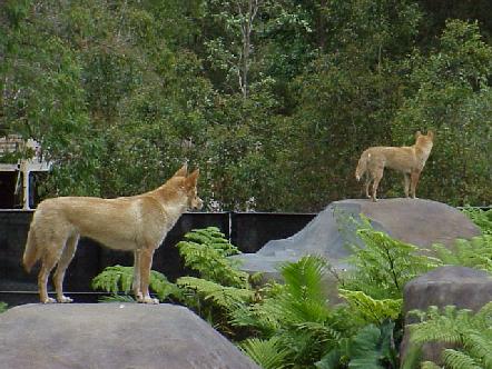 dingos