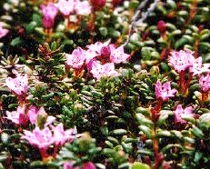 alpine azalea