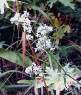 northern bedstraw