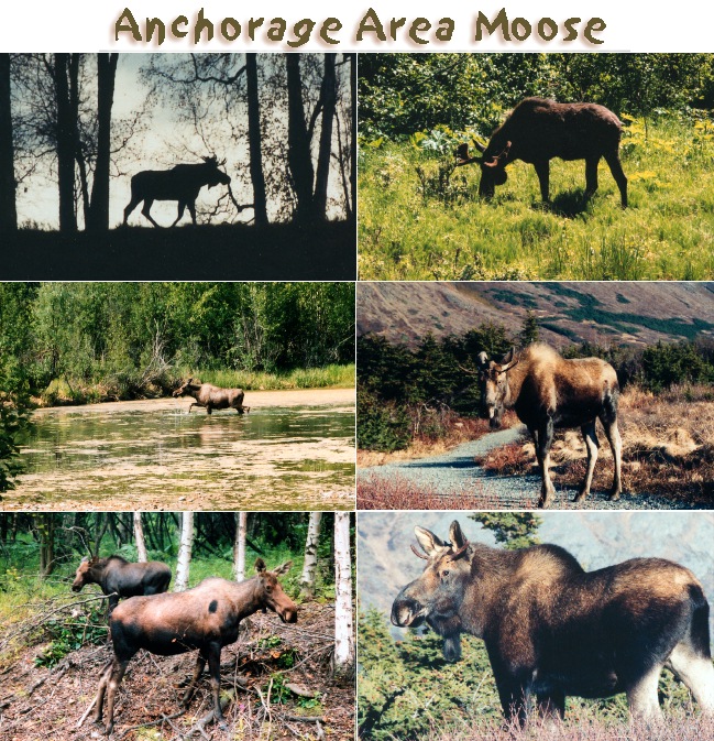 moose, moose, moose