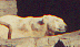 polar bear from up on the hill