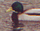 [the central park duck thought, 'Quack!']