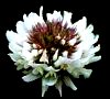 clover