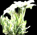 Edelweiss