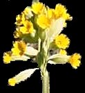 cowslip