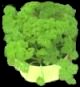 parsley