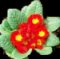 primrose