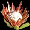 KingProtea