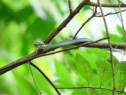 Click to see bronze2.jpg