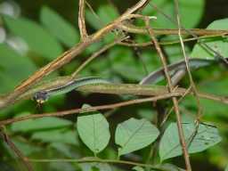 Click to see bronze3.jpg