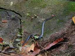 Click to see coral.jpg