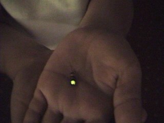 Pablo Capturando Luciernagas