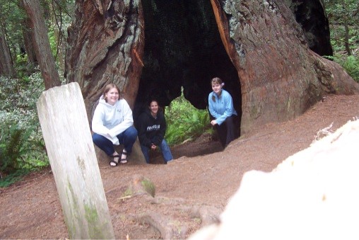 Inside a Redwood Tree