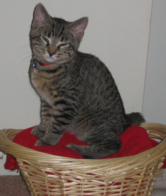 My kitty cat Amadeus